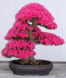 japonsky-bonsaj-ruzovy.jpg