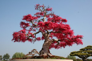 japonsky-bonsaj-strom.jpg