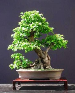 carpinus-betulus-bonsai.jpg