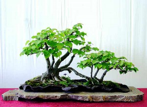 tilia-cordata-bonsai.jpg