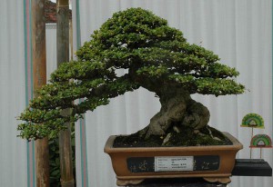 carmona-mocrophylla-bonsai.jpg