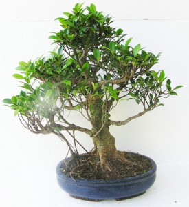 fikus-bonsai.jpg
