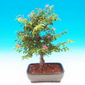 hvezdice-levandulova-bonsai.jpg
