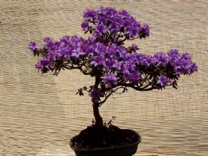 azalka-bonsai.jpg