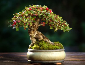 pokojova-bonsaj.jpg